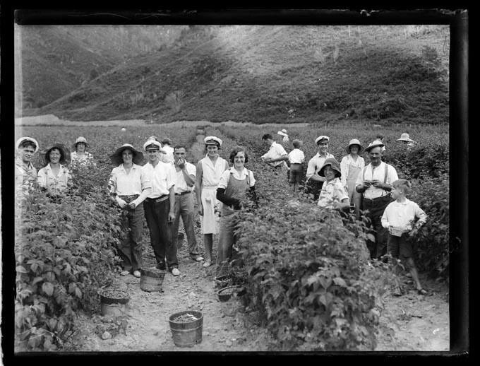 History: Motueka fruit growers’ syndicate