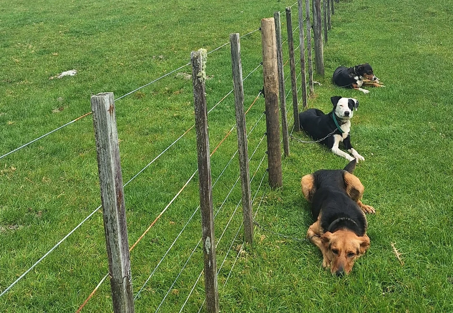 Farm dogs and registration