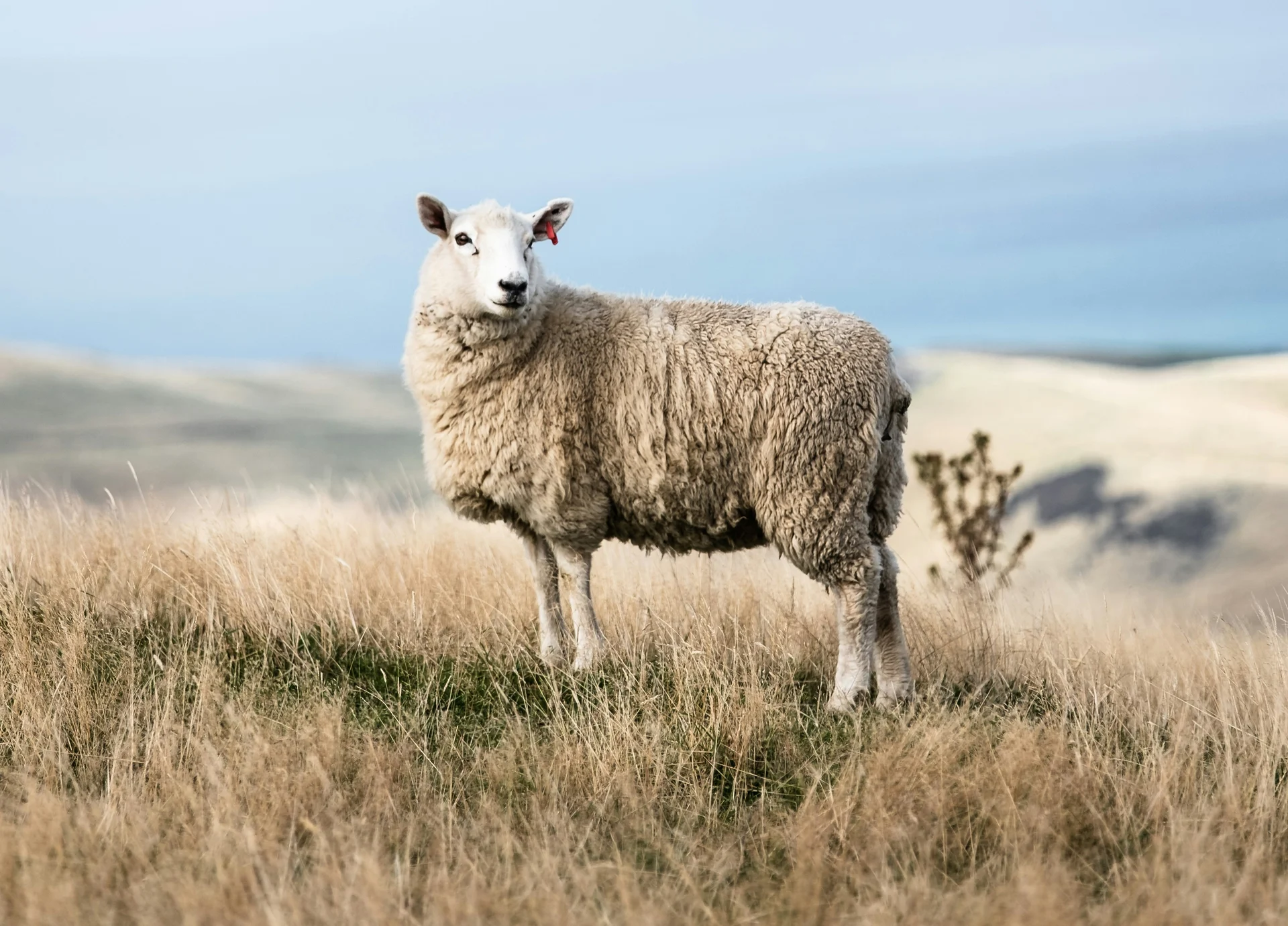 ‘Groggy’ sheep farmers’
economic hangover