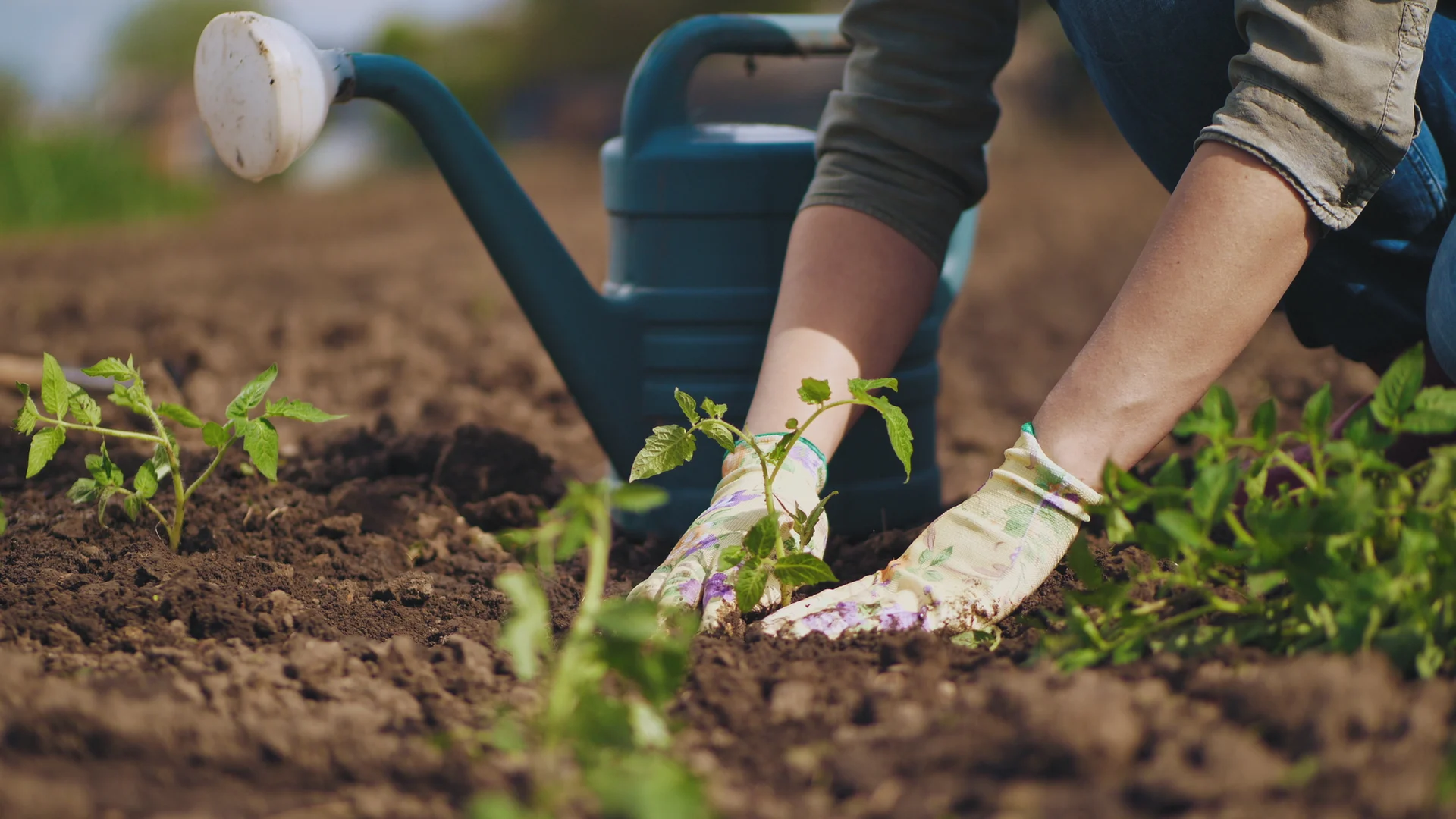Sponsored: Gardening advice with Tim's Garden