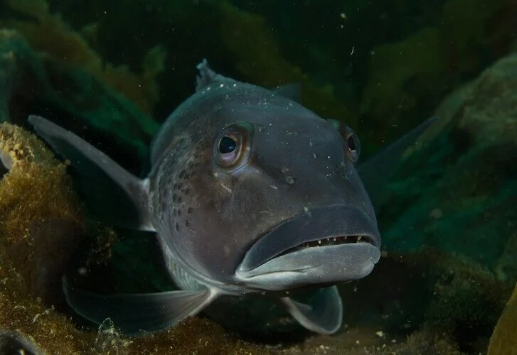 Cod off the Xmas menu
