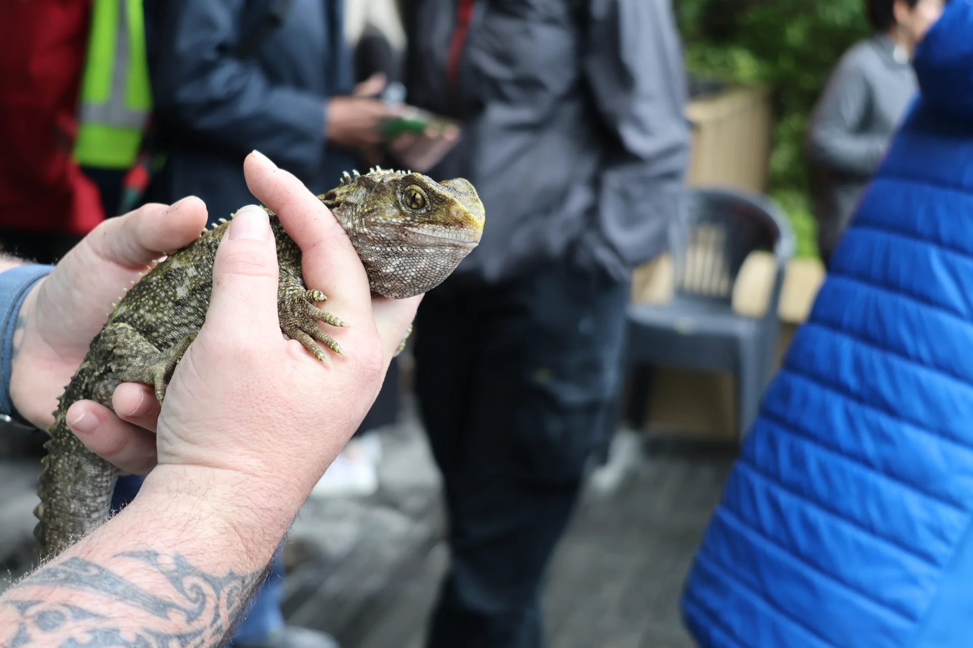 Tuatara return to ‘ancestral home’
