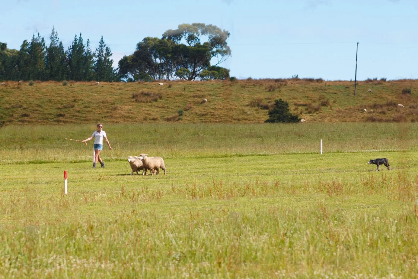 Skilled dogs to showcase skills at A&P