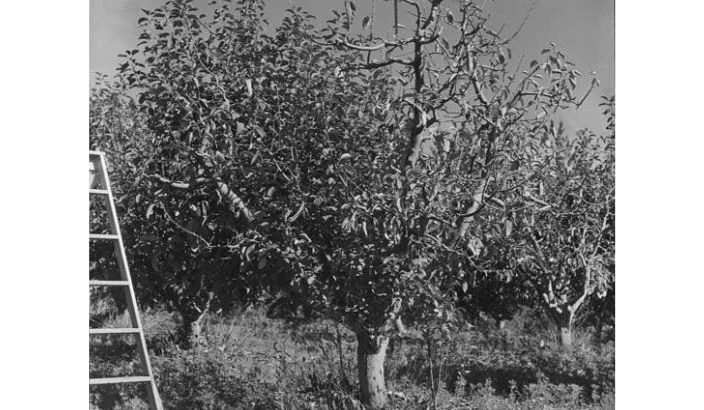 Appleby’s experimental orchard established