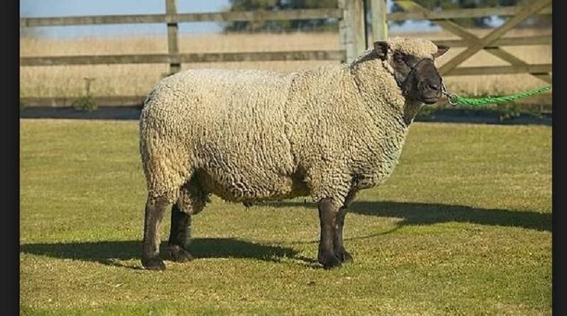 Fairbrook – first class sheep farm