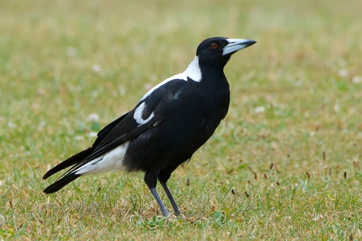 Pesty magpies swooping across Tasman