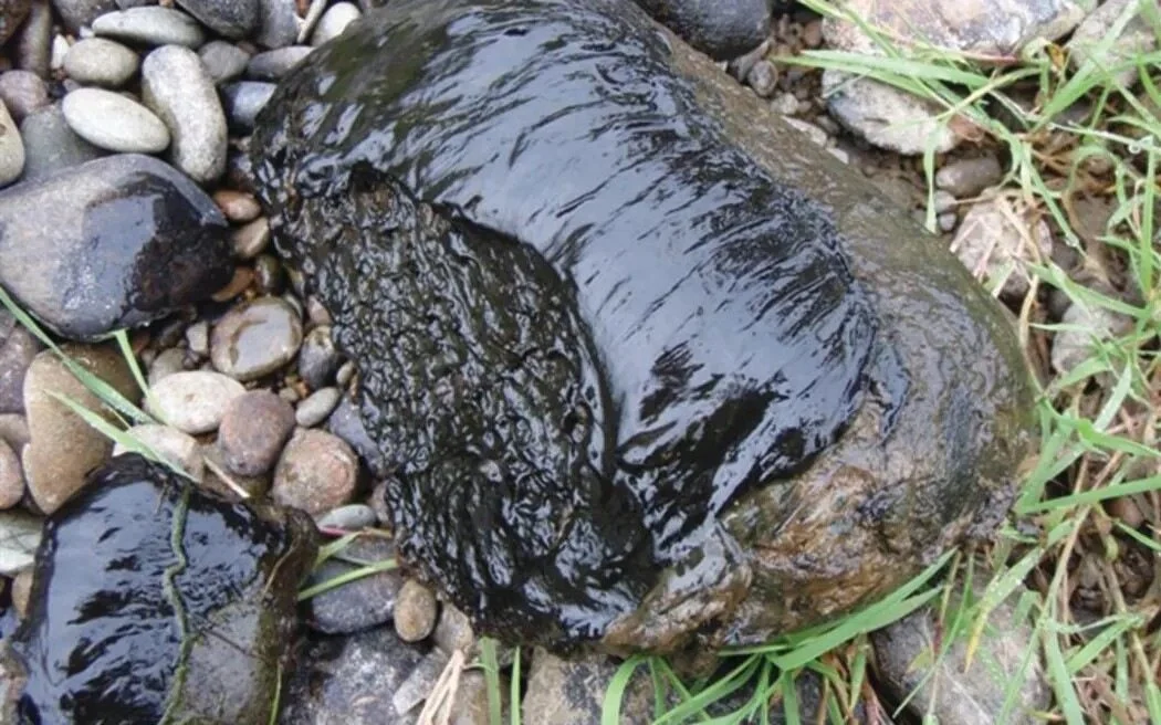 On alert for toxic algae in Tasman rivers