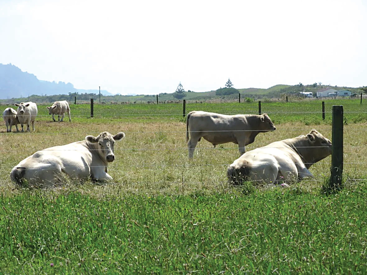 The finest magnesium fertiliser is local