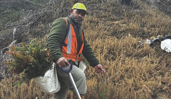 From the Solomon Islands to forestry entrepreneur