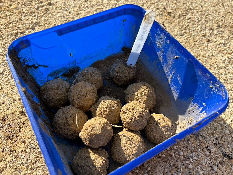 Seed bomb fun