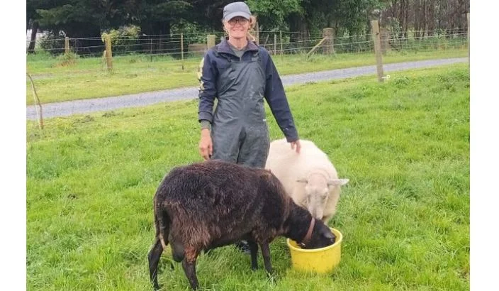 A journey into sheep and goat milking
