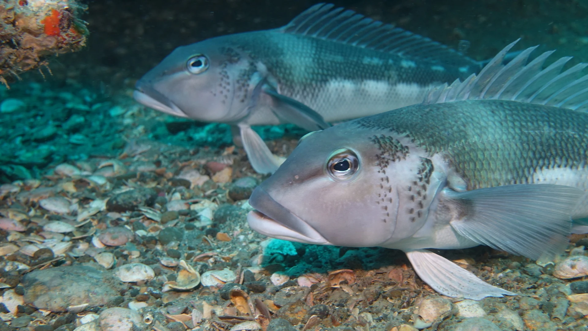 Fishery officers prep for cod season