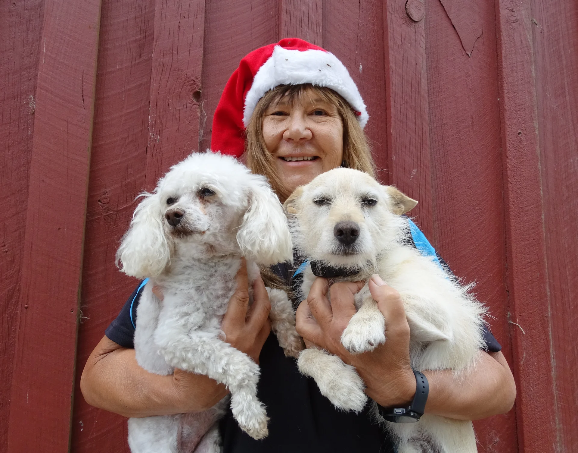 Santa delivers tail-wagging Christmas