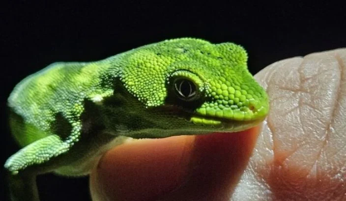 Progress for Nelson green gecko on Tākaka Hill
