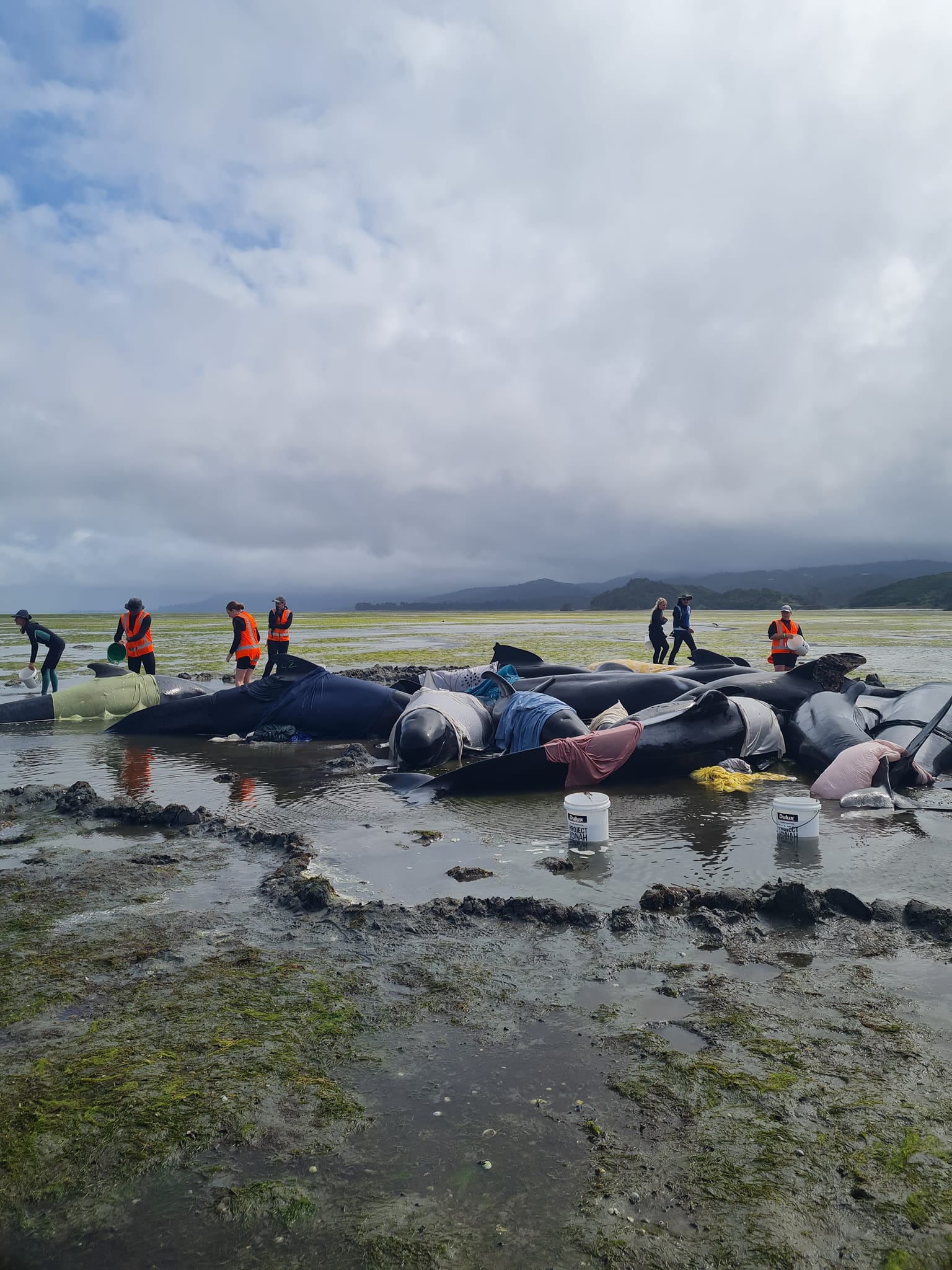 Whales restrand for second time