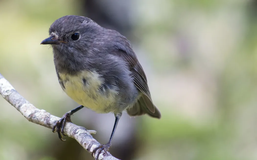 Abel Tasman visitors urged to spot and report bush robins