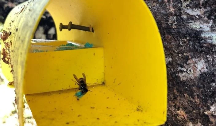 Pesty wasps about to take a hit