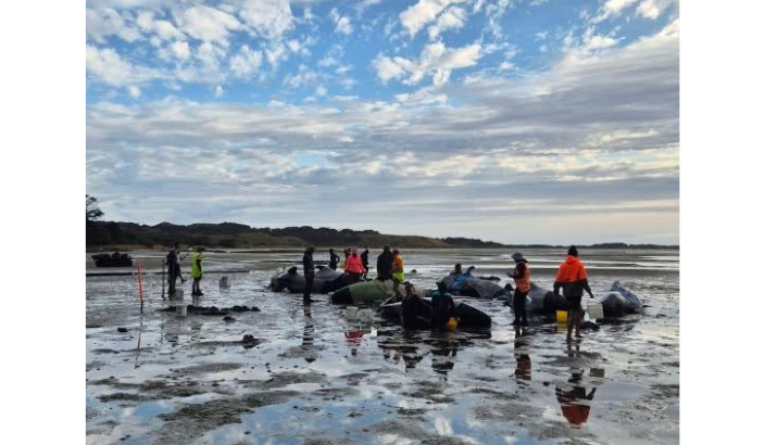 Pilot Whales strand at Farewell Spit