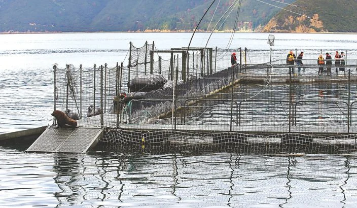 Council works through extending all marine farm consents