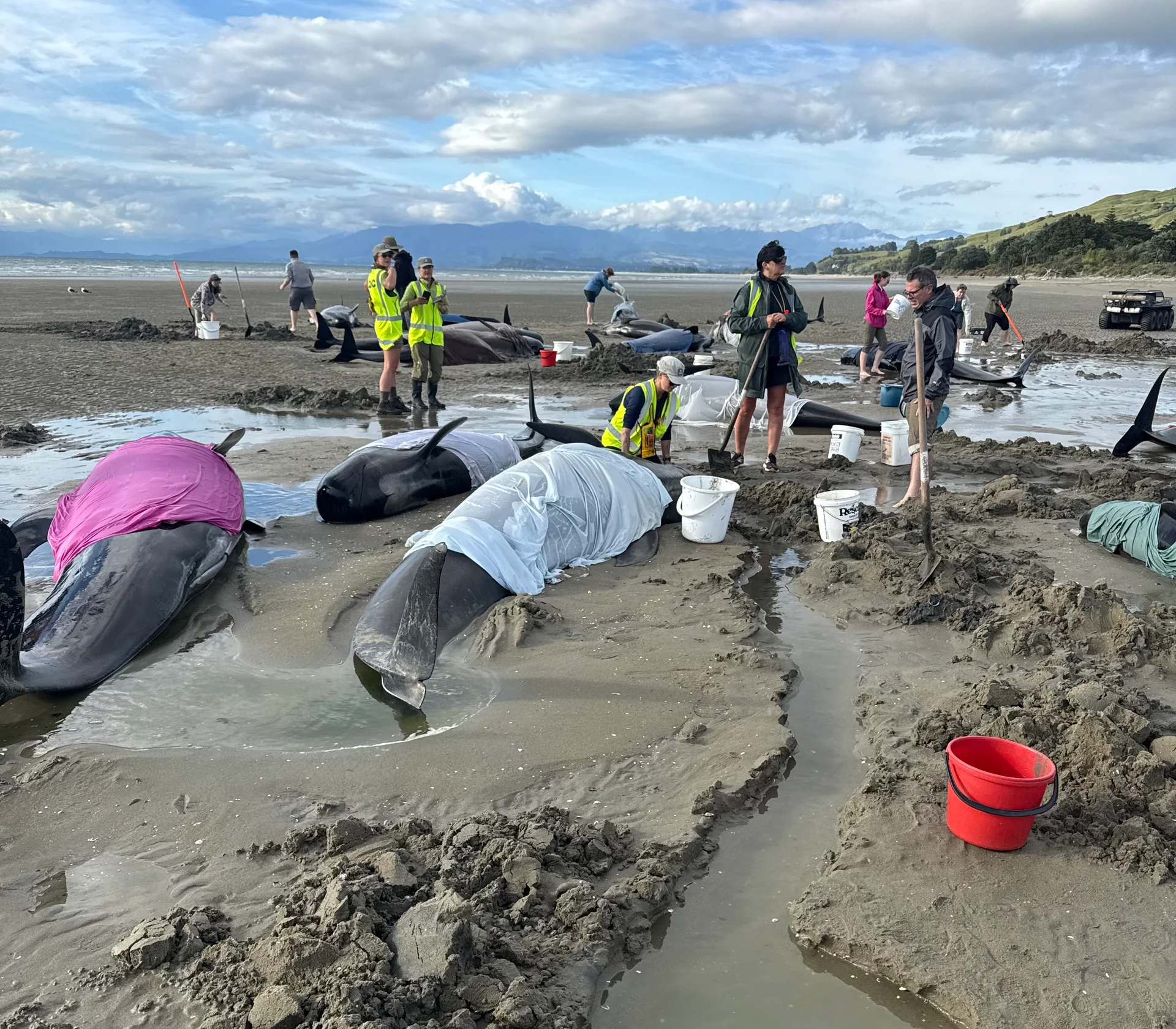 Whales stranded in Golden Bay, volunteers welcomed