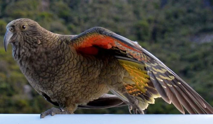 Kea enjoying summer holiday at Tata