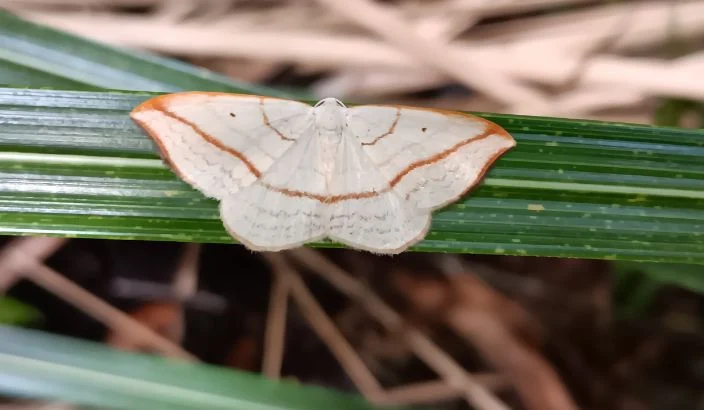Critically endangered moth identified in Flora
