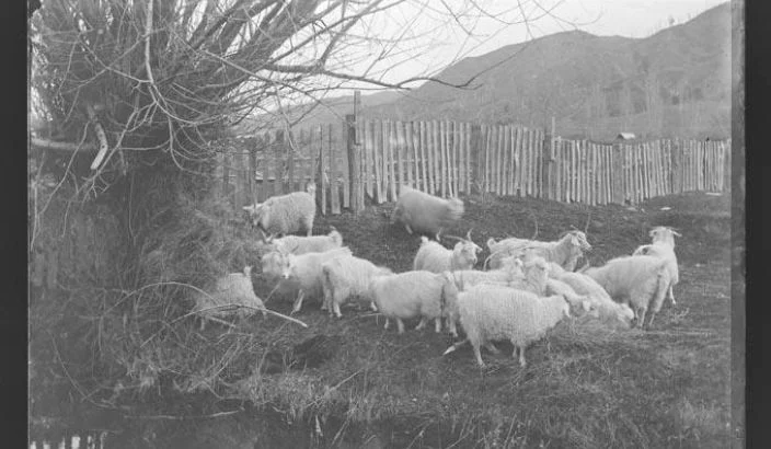 Angora goats used for plant control