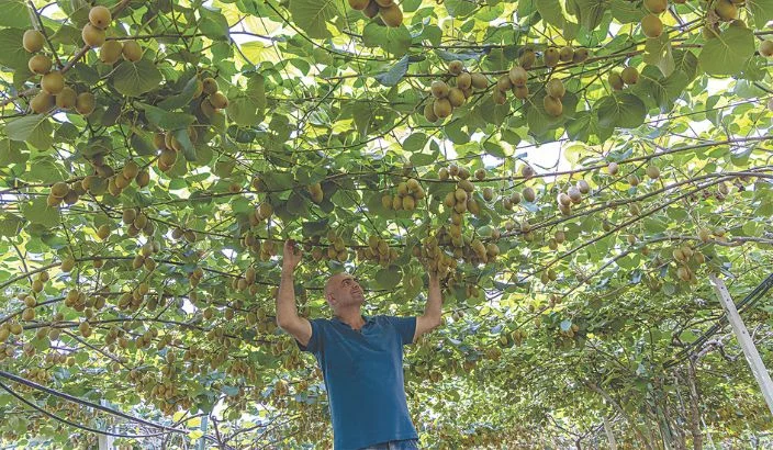 Zespri’s overseas expansion