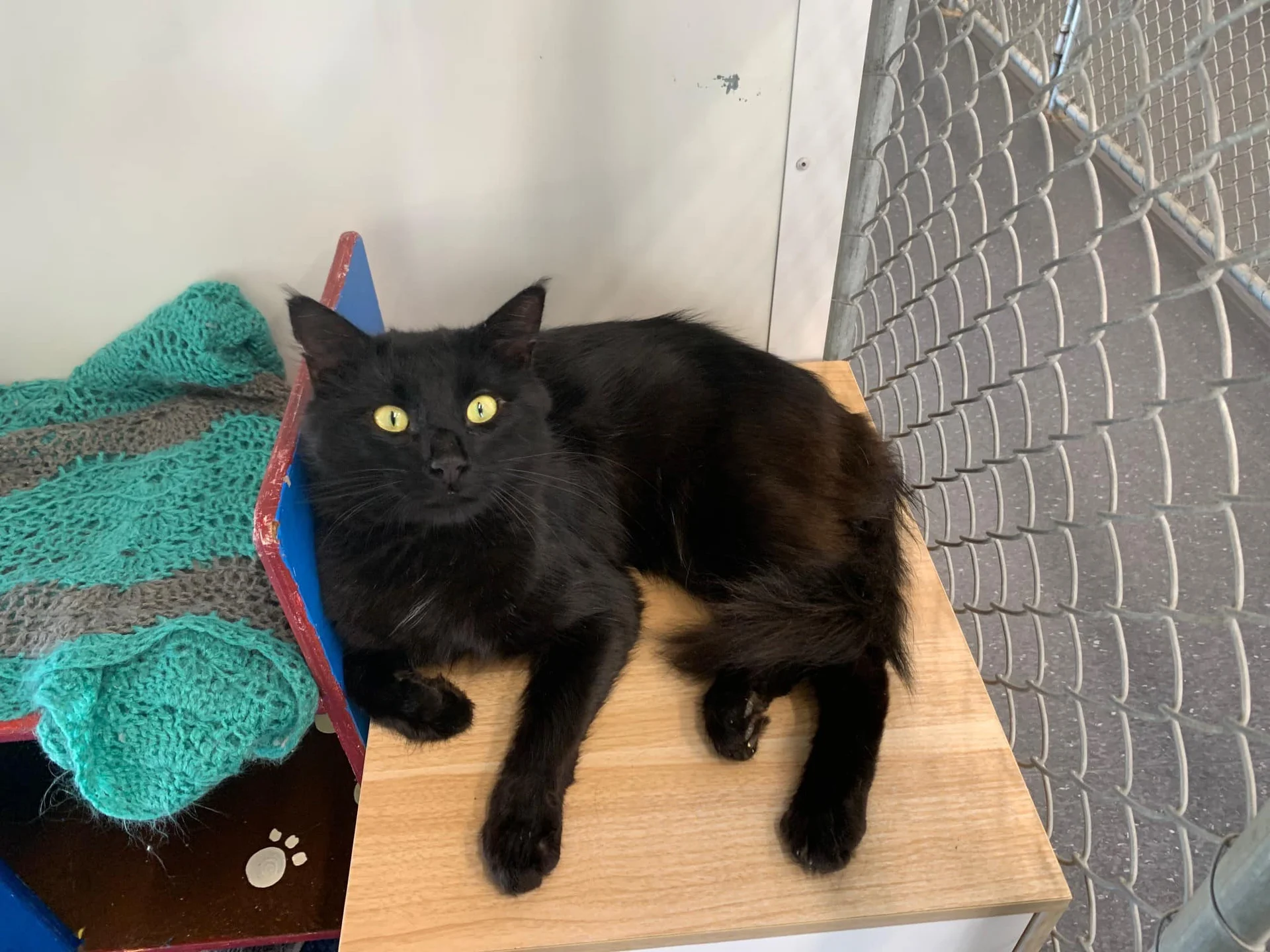 Nelson SPCA staff ‘devastated’, appeal for sightings after dogs, cat stolen in night raid