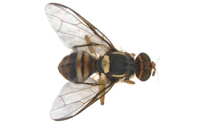 Lookout for the Oriental fruit fly