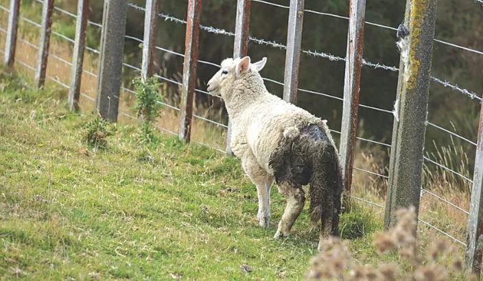Sheep farmers and owners urged to plan for flystrike