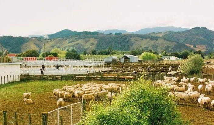 Farmers fight for retention of saleyards
