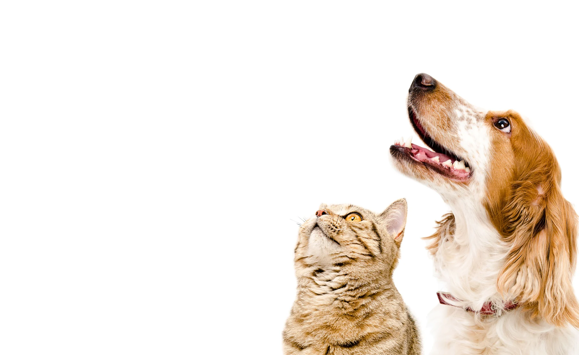 Lost and found pets