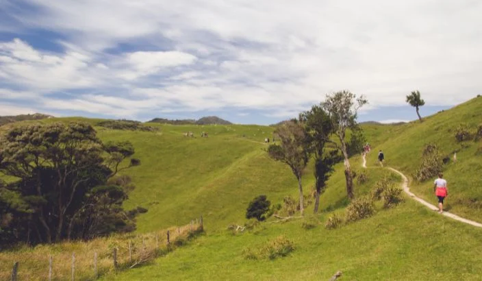 Predator fence planned at Farewell Spit