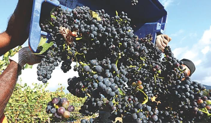 ‘Are we being tough enough?’ - Wineries fall short on wastewater compliance
