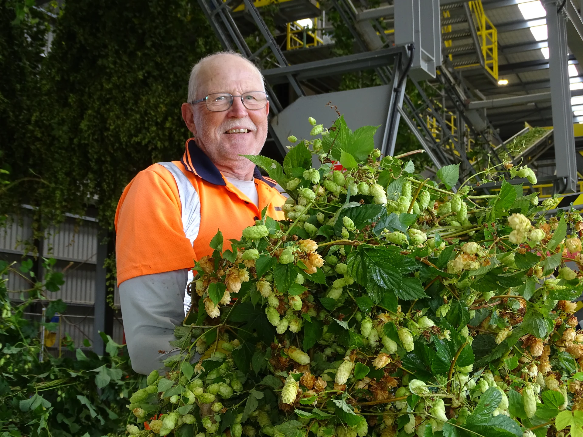 Fresh hops are here
