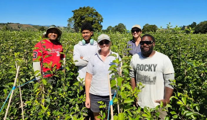Apple trees spark curiosity in Brightwater