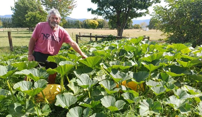 Giant pumpkins just weeks a-weigh