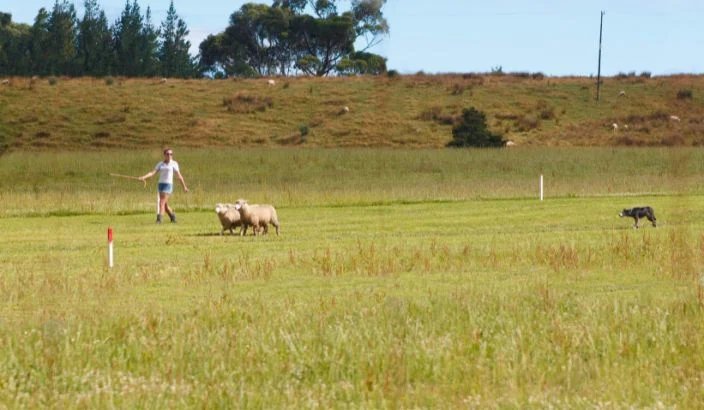 Anzac Dog Trial welcomes spectators