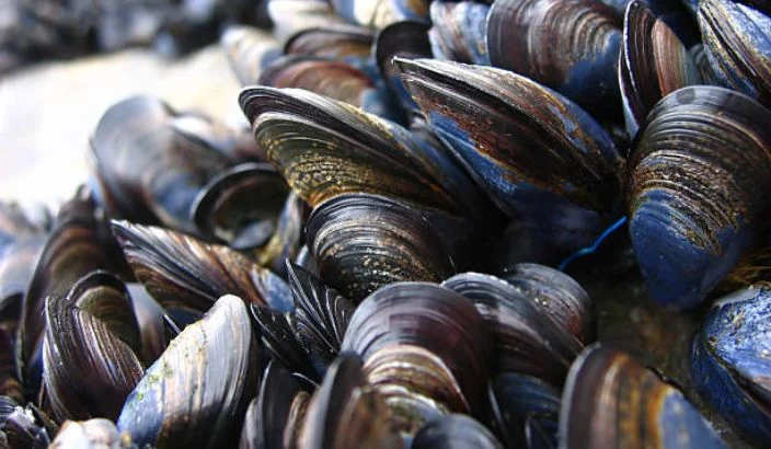 Mussels ‘doing the dirty work’ to keep waters clean