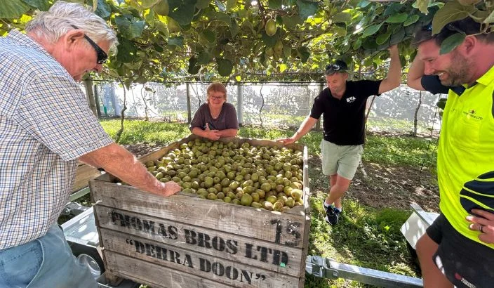 First export of Tasman’s RubyRed kiwifruit