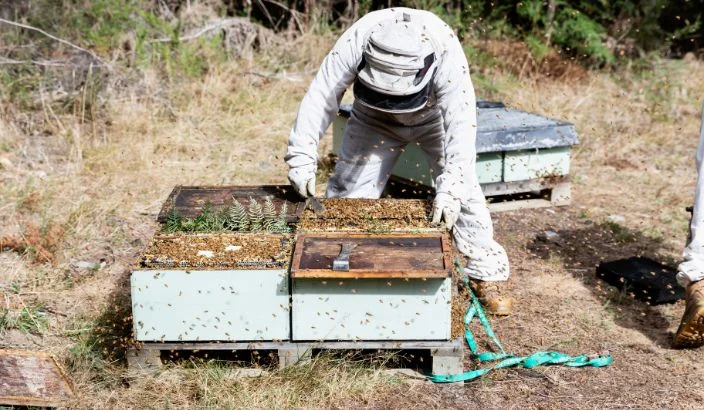 Season struggle for beekeepers