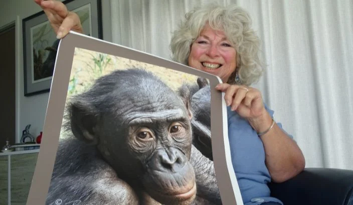 Seeking primates in the steamy Congo