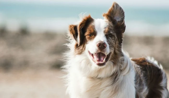 Land use, dog fees and AGM plans