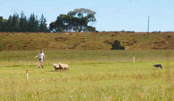 Season summary for the Waimea Sheep Dog Trial Club