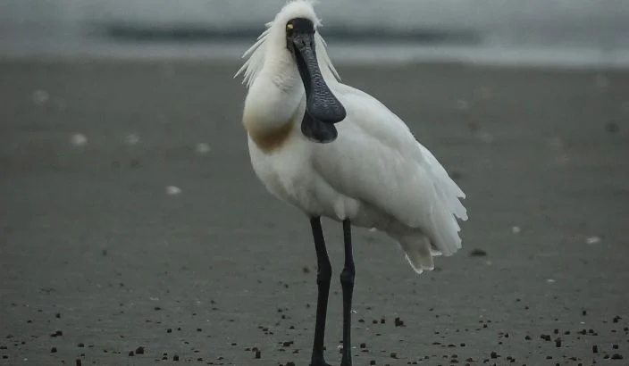 A big global day for birds