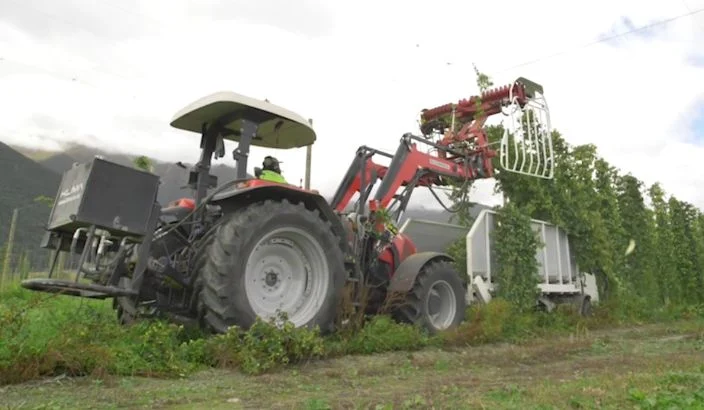 End of hop harvest brings optimism in tough global market