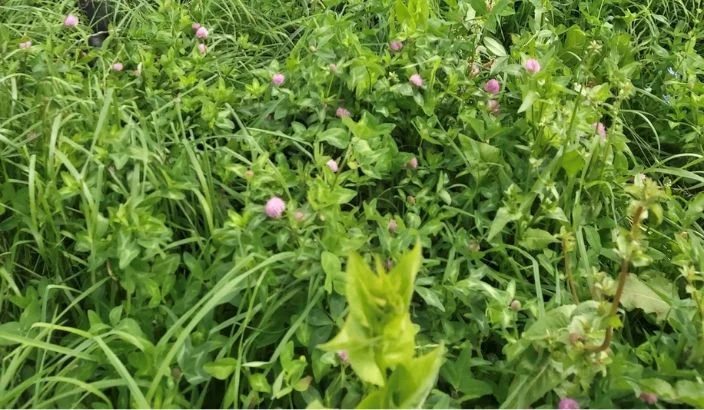 Where to for pastoral farming in this country?