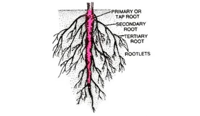 Ecology: The importance of soil health in farming
