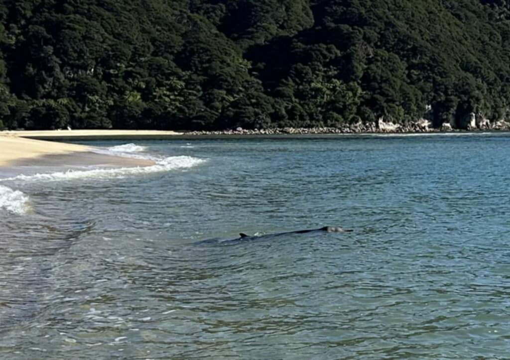 Hunt for entangled whale